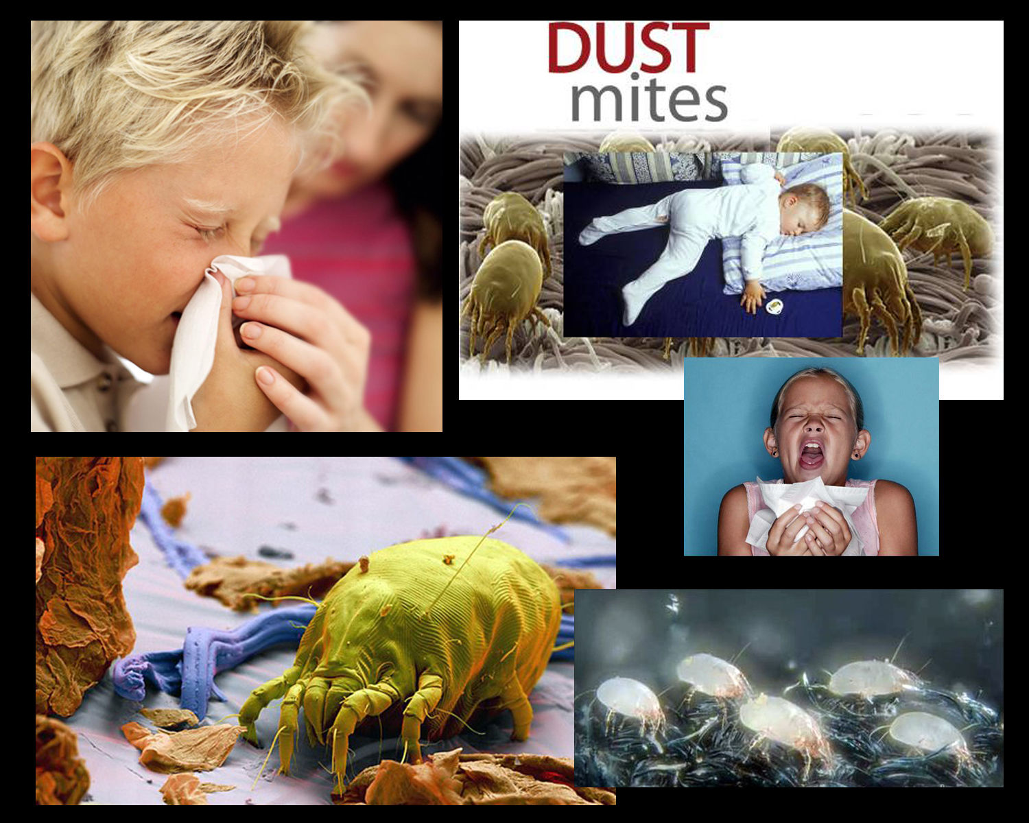 Та гэрийн тоосны хачигтай хамт нойрсдог гэдгээ мэдэх үү?