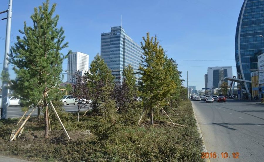 Хотын төвийн гудамжнууд 5 м өндөртэй нарс модоор өнгө нэмжээ 