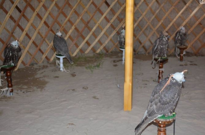 Манай улс шонхор шувууны экспортоор олон сая ам. долларын хөрөнгө оруулалтыг авч чаджээ