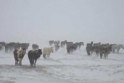 23 сум цагаан зудархуу байна