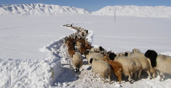 Өвөлжилтийн бэлтгэл 82.8 хувьтай байна