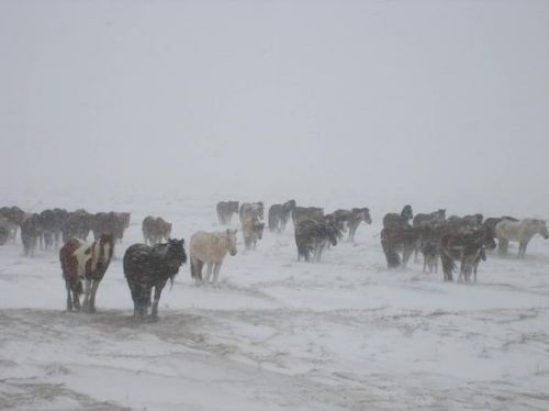 Өнөөдрөөс хүйтний эрч чангарна