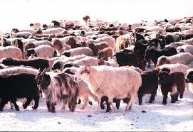 Мал тооллого эхэллээ