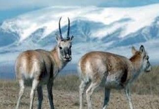 Бөхөнгийн эвэр тээвэрлэж явсныг илрүүлжээ