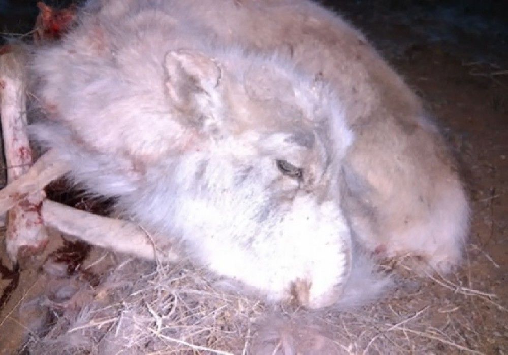 Мялзан өвчний тархалтыг зогсоох, урьдчилан сэргийлэх зөвлөмж гаргалаа