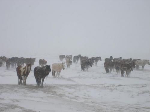 Цасан шуурга шуурч хүйтний эрч чангарахыг анхааруулж байна