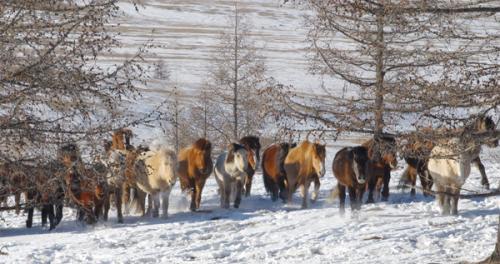 Адууг буудаж, хулгайлдаг байсан этгээдүүдийг илрүүлжээ 