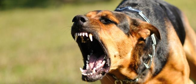 Галзуу нохой хонь барьжээ