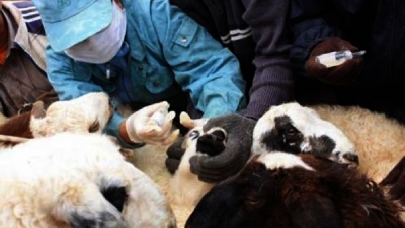 Цэцэг өвчний эсрэг вакцинжуулалт өнөөдрөөс эхэллээ