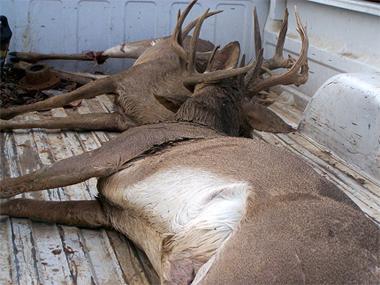 Бугын цусан эвэр, бугын сүүл хууль бусаар оруулахыг завджээ