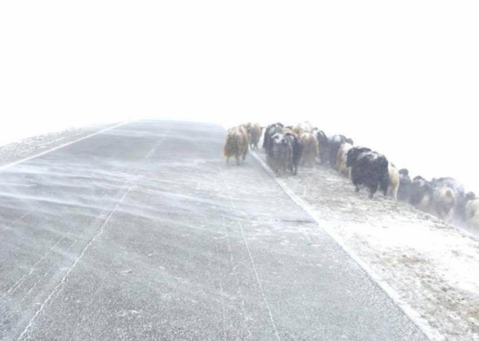 Цасан шуурга шуурч, эрс хүйтрэхийг онцгойлон анхааруулж байна