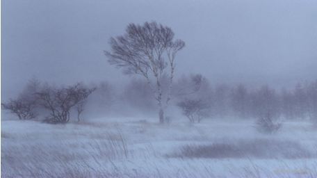 Сэрэмжлүүлэг: Шороон болон цасан шуурга шуурах төлөвтэй 