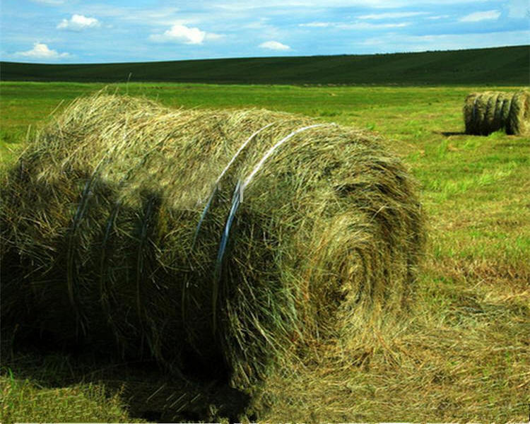 Одоогийн байдлаар малчдын түвшинд 471.0 мянган тн өвс бэлтгэжээ