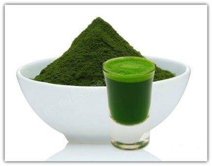 Улаан буудайн нялх соёолжыг Монголдоо ургуулж эхэллээ