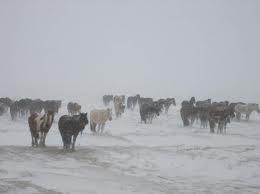 Ихэнх нутгаар хүйтний эрч чангарахыг онцгойлон анхаарууллаа