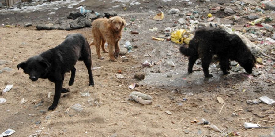 Золбин нохой, муурны устгалын ажлыг хийж байна