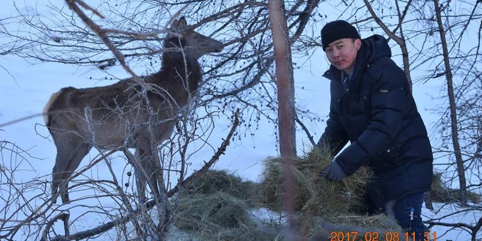 Ногоон бүсийн зэрлэг амьтдад анх удаа биотехникийн арга хэмжээ авч хэрэгжүүллээ