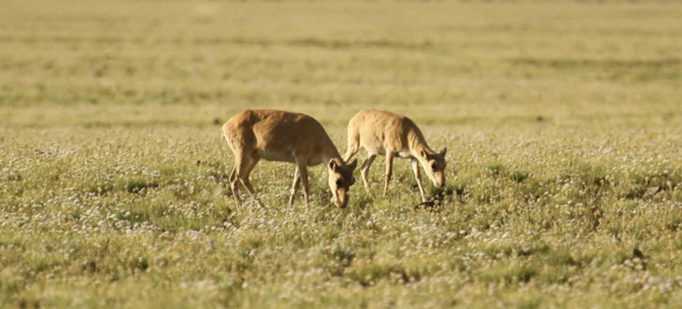 Мөхөл дайрсан Монгол бөхөн