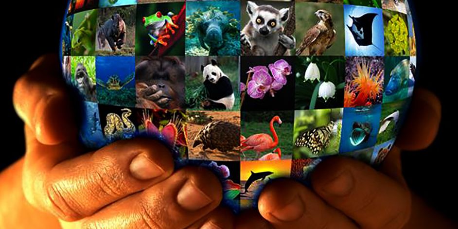 2020 он гэхэд зэрлэг амьтдын гуравны хоёр нь устах аюултай байна