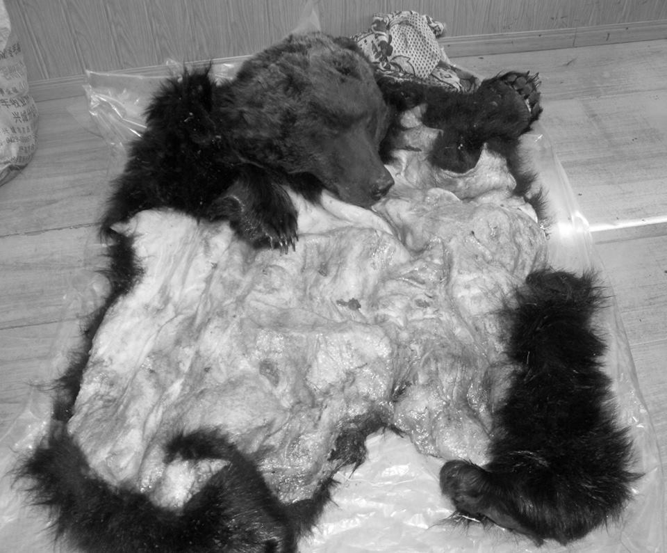 Баавгайн арьс тээвэрлэж явсан иргэдийг шалгаж байна