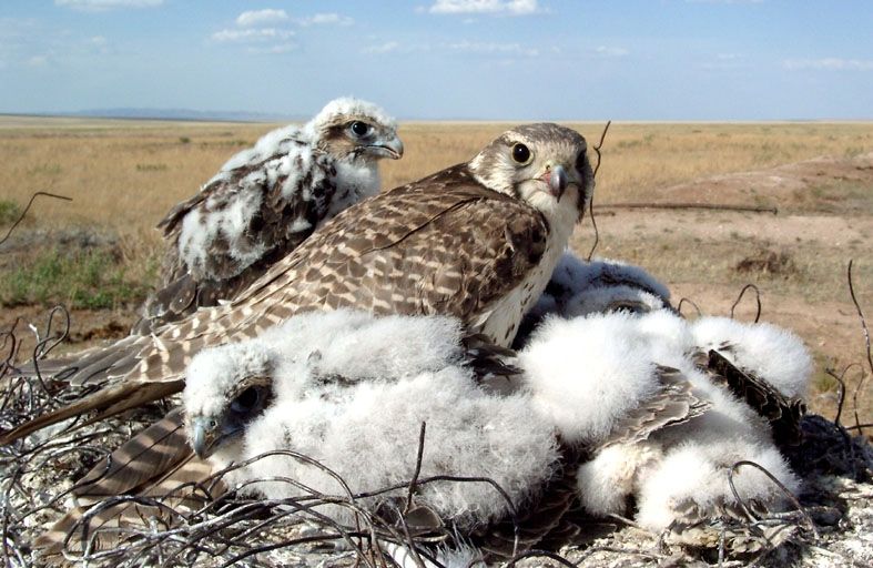 Идлэг шонхор гаргахыг завдсан Украйн Улсын иргэдийг шүүнэ