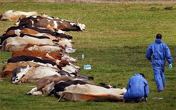 Шүлхий өвчний улмаас 2,000 малыг устгалд оруулжээ