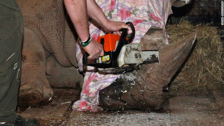 Чехийн амьтны хүрээлэн хирсүүдийнхээ эврийг тастаж байна