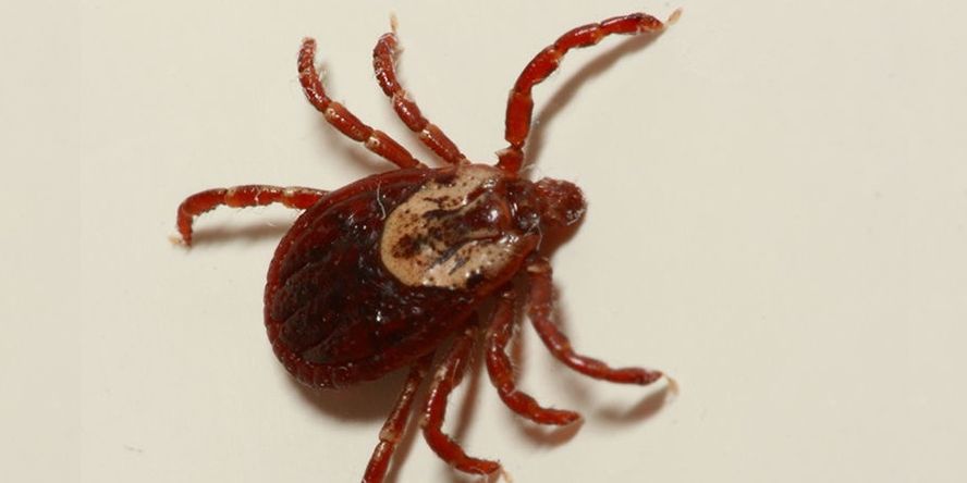 Хачигнаас сэргийлээрэй