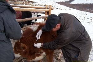 Зүүн аймгуудад шүлхий өвчин гарсан нь тогтоогджээ