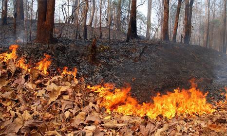Дорнод, Сэлэнгэ аймагт ой хээрийн түймэр гарчээ