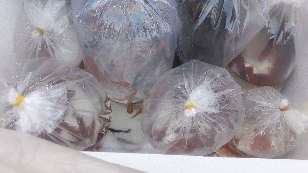 Экспортын гэрчилгээгүй аквариумын загас нэвтрүүлэхийг завдав