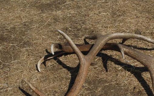 Бугын эвэр түүхийг хориглосон тушаал гаргажээ