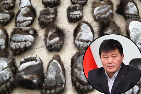 Хятадруу баавгайн савар гаргахыг завдсан Х.Болорчулууны дүү хэргээс мултрах уу?