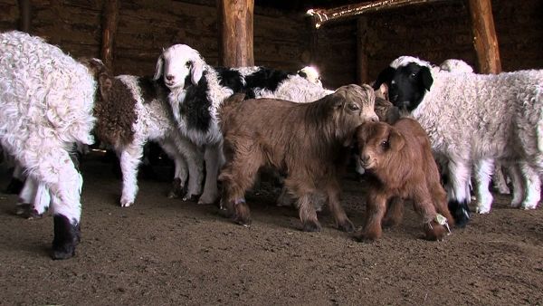 Мал төллөлт 66.7 хувьтай байна