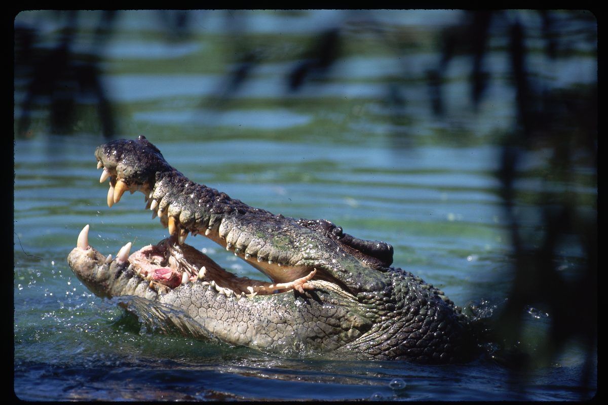 Бурхны хүчтэй гэдгээ батлах гэж голд ороод матарт идүүлжээ
