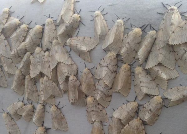 Хүр эрвээхэйн идэвхижил ихэсчээ