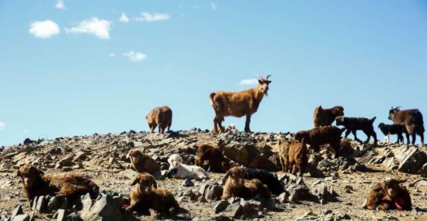 Ойрын өдрүүдэд ихэнх нутгаар халуун байна