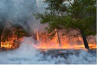 Түймэр тавьсан этгээдийг илрүүлж, хохирлыг нөхөн төлүүлнэ