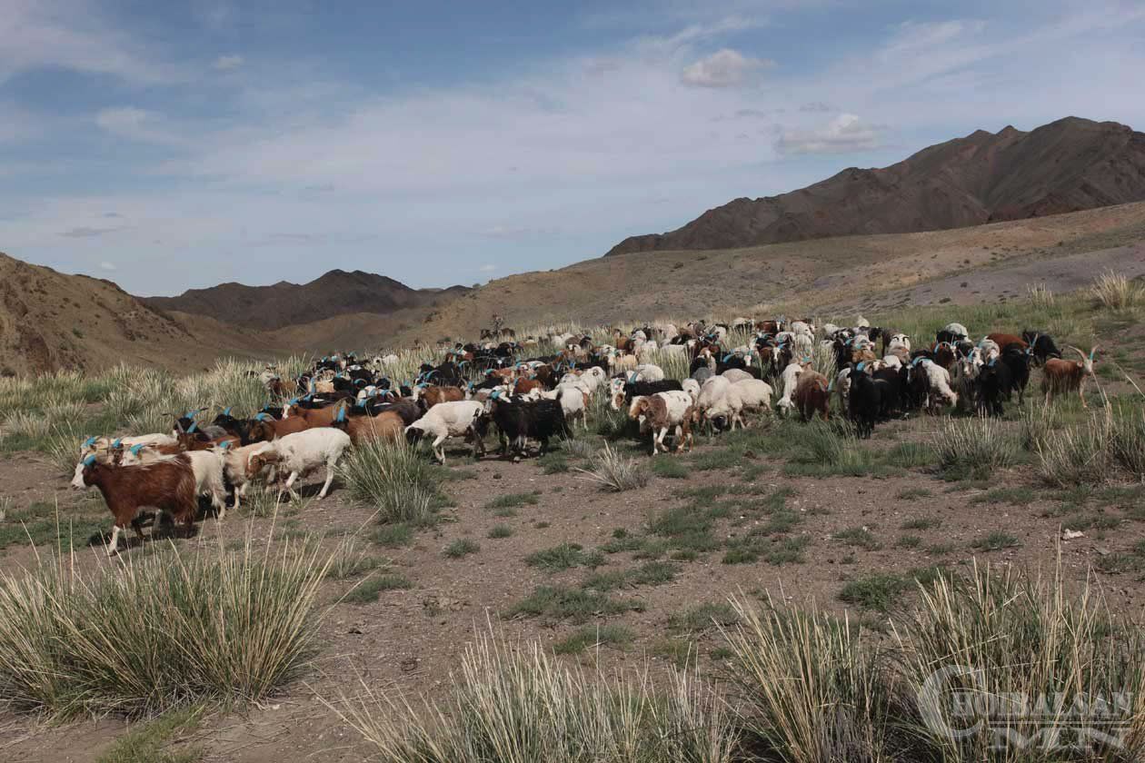 Малдаа эрүүл мэндийн бичиг аваагүй бол отрын бүсэд оруулахгүй
