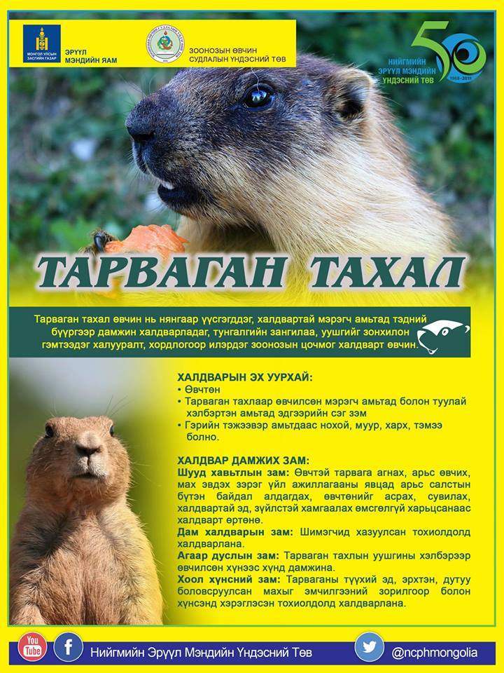 Тарваган тахалаас сэргийлэхийг анхааруулж байна