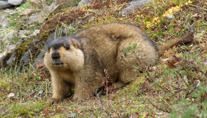 Тарвага өвчсөн иргэнийг тусгаарлав