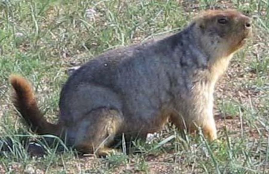 Цэцэрлэг, Цагаан-Уул сумын нутагт тарваган тахлын голомт идэвхтэй байна