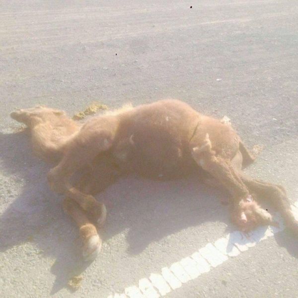 Хулгайн замаар нүүрс тээвэрлэж байсан автомашин гурван тэмээ дайрчээ