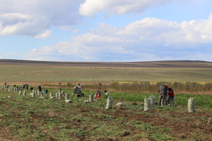 Хамгийн эрт ургацын төмсийг “Шийр”-ийн суурингаас ирдэг гэж мэдэх үү