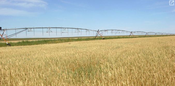 “Газар тариалангийн бүс нутгаар цочир хүйтэрнэ”