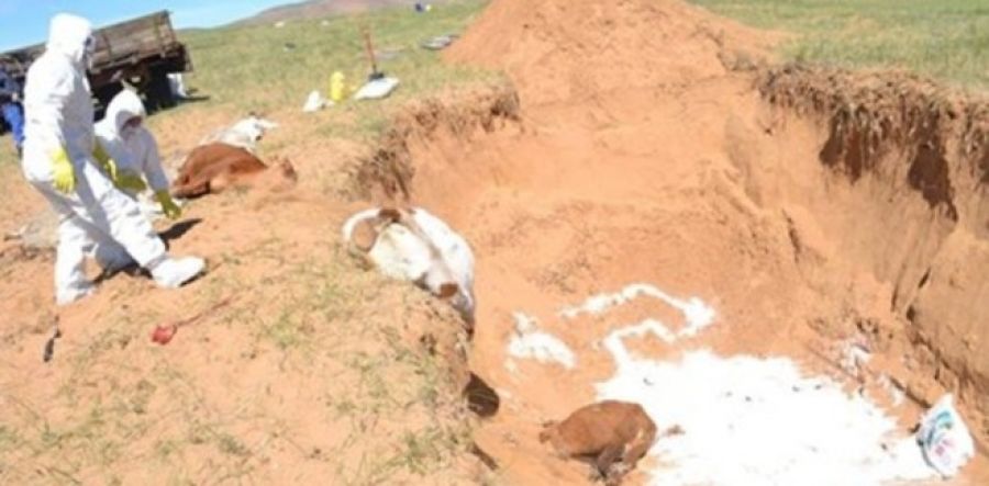 Дорнод аймагт шүлхий өвчин гарлаа