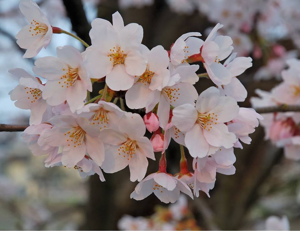 Хамрын хийдэд сакура цэцэглэжээ