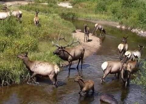 Н.Цэрэнбат сайд аа, “Ан агнуурын мафи”-ийг анхаарч өгөөч!