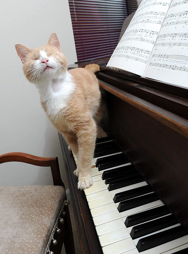 “Стиви Уандур”-ын хойд дүр 