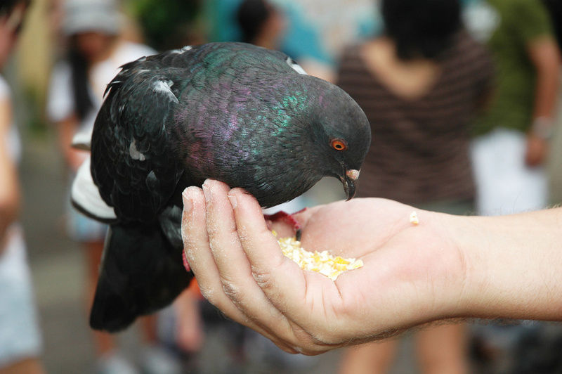 Гандангийн тагтааг бүү хоолло!